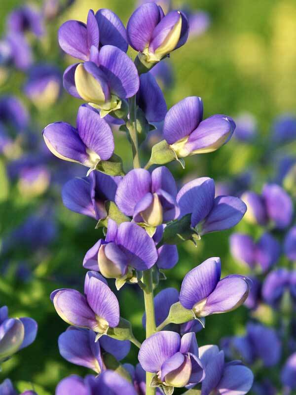 Baptisia Blueberry Sundae