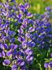 Baptisia Blueberry Sundae