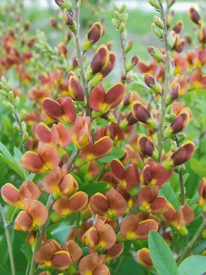 Link to Baptisia Cherries Jubilee