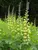 Baptisia Carolina-Moonlight