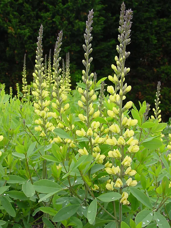 Bluestone Perennials Baptisia Carolina Moonlight