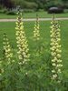 Baptisia Carolina-Moonlight