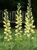 Baptisia Carolina-Moonlight