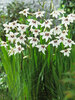 Acidanthera Murielae