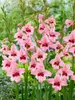 Acidanthera Pink