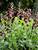 Baptisia Dutch Chocolate