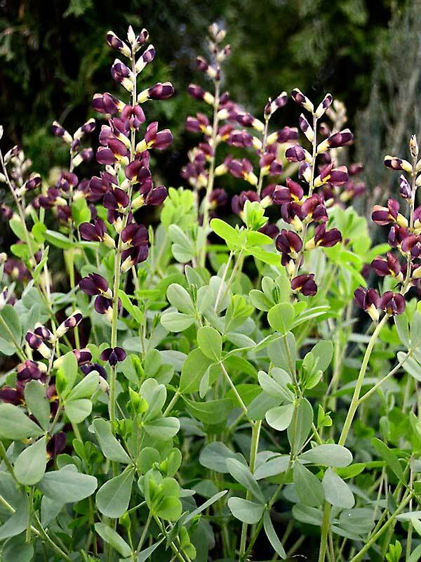 Baptisia Dutch Chocolate