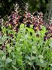 Baptisia Dutch Chocolate
