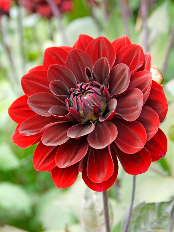 Dahlia After Dusk