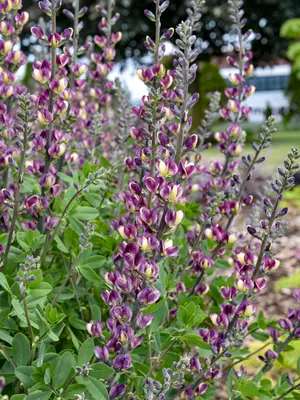Link to Baptisia Grape Escape