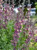 Baptisia Grape Escape