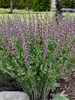 Baptisia Grape Escape