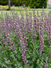 Baptisia Grape Escape