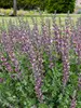 Baptisia Grape Escape