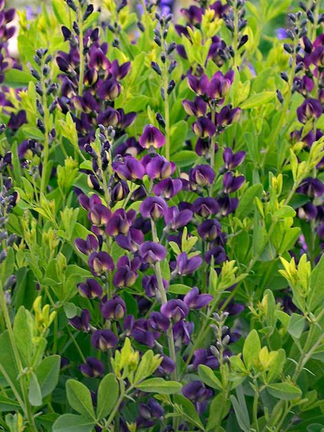 Baptisia Grape Taffy