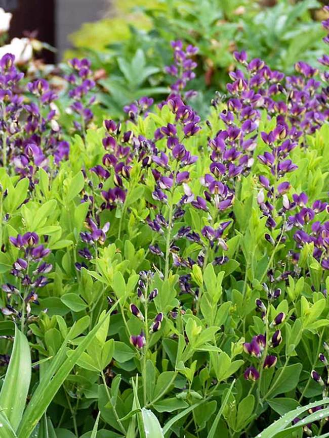 Baptisia Grape Taffy Bluestone Perennials