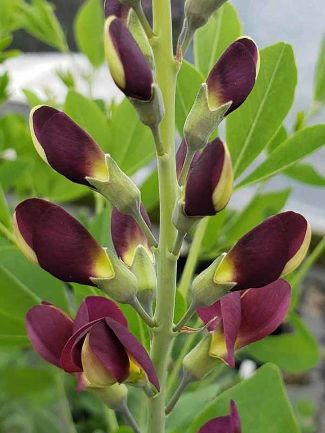 Baptisia Grape Taffy Bluestone Perennials