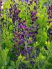 Baptisia Grape Taffy