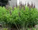 Baptisia Grape Taffy