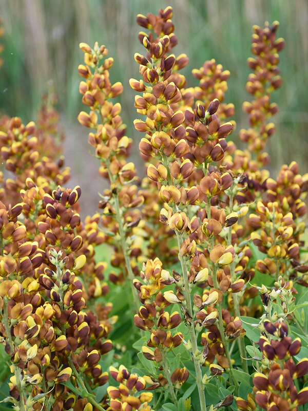 Baptisia Honey Roasted