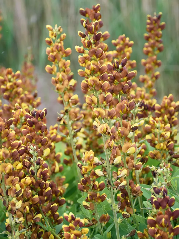Baptisia Honey Roasted