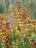 Baptisia Honey Roasted