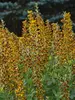 Baptisia Honey Roasted