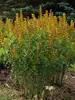 Baptisia Honey Roasted