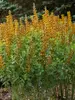Baptisia Honey Roasted