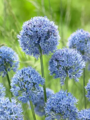 Link to Allium Azureum