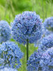 Allium Azureum