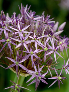 Allium