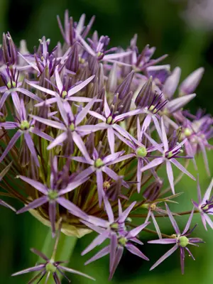 Link to Allium Christophii