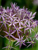 Allium Christophii