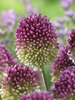 Allium Drumsticks