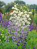 Baptisia Lunar Eclipse