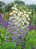 Baptisia Lunar Eclipse