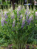 Baptisia Lunar Eclipse