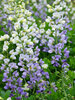 Baptisia Lunar Eclipse