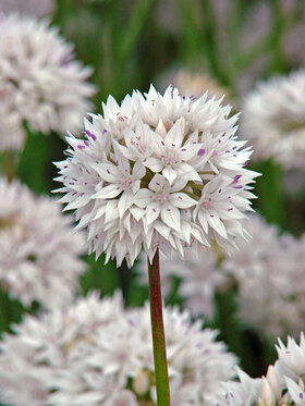 Photo of Allium Graceful Beauty (X12)