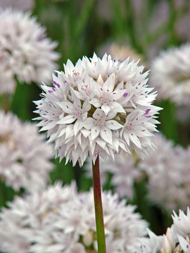 Allium Graceful Beauty