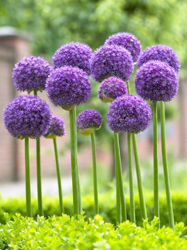 Allium Gladiator