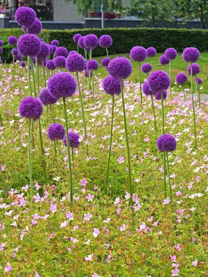 Link to Allium giganteum