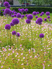 Allium Giganteum