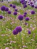 Allium Giganteum