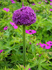 Allium Giganteum