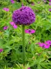 Allium Giganteum