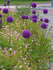 Allium Giganteum