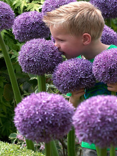 Allium