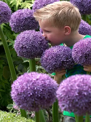 Link to Allium Globe Master